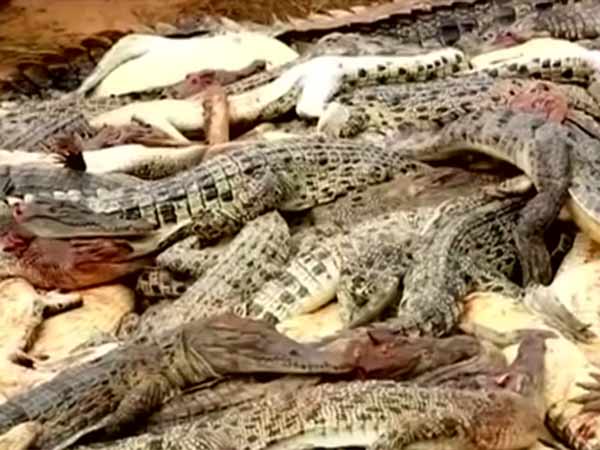 இரையாக்கி கொண்ட முதலைகள்