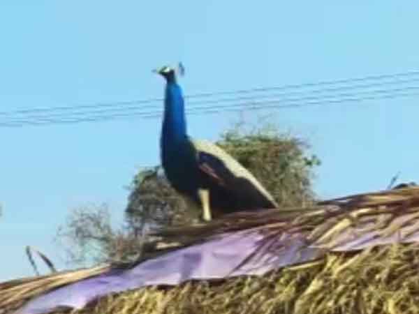2 Arrested for hunting peocock near Oddanchatram 2 Arrested for hunting peocock near Oddanchatram