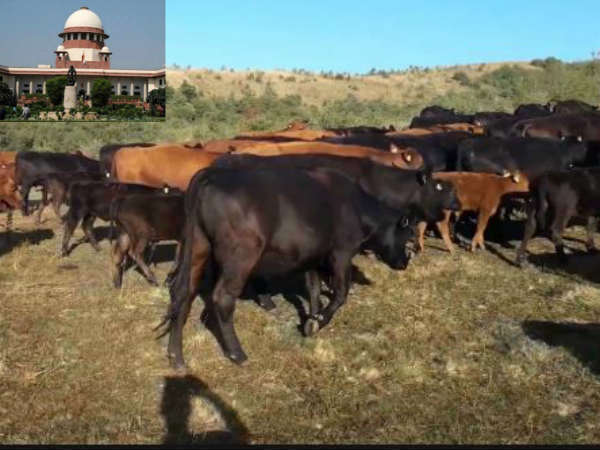 States are responsible for curbing cow vigilantism: Supreme Court States are responsible for curbing cow vigilantism: Supreme Court