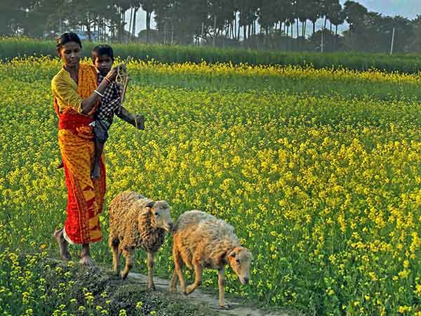 பழங்குடிகளாக பல சமூகங்கள் சேர்ப்பு