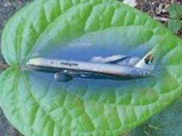 வெற்றிலையில் திருடன்?