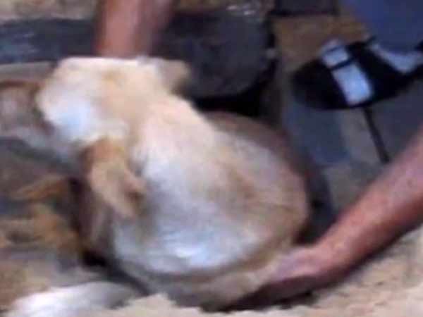 Dog Saves A Kerala Family From Devastating Landslide Dog Saves A Kerala Family From Devastating Landslide