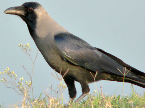 காகங்களுக்கு உணவு