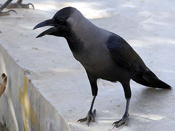 அகால மரணம்