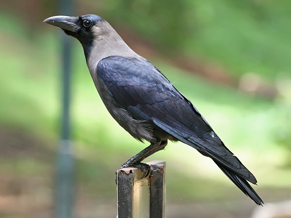 குப்பை போட வேண்டாம்