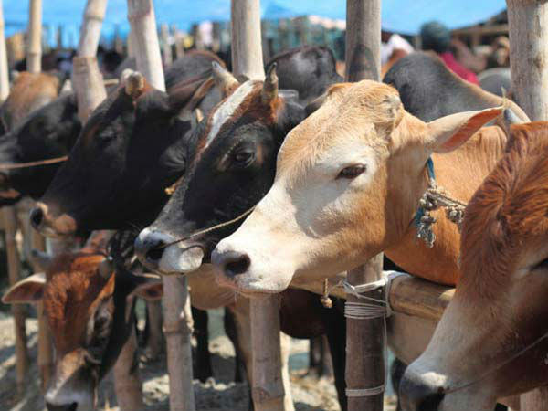 மாடுவியாபாரம் முடங்கியது
