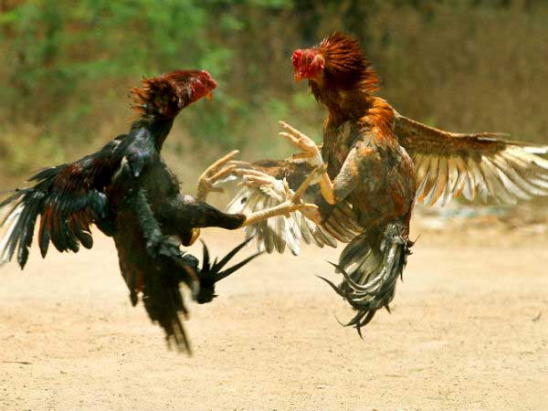 சேவல் போட்டி