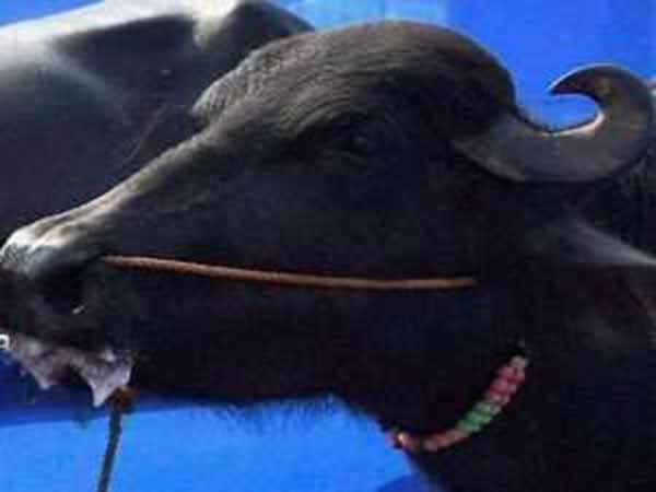 27 எருமைகள்