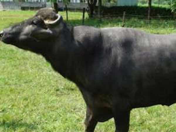 கழுத்தில் வெட்டப்பட்ட மாடுகள்
