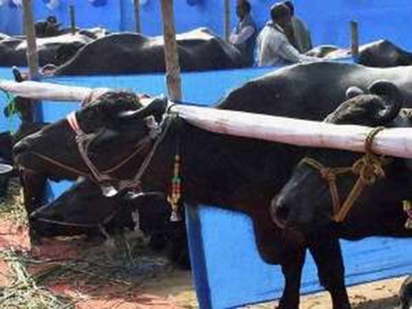 எருமைகளை பலியிட்டு