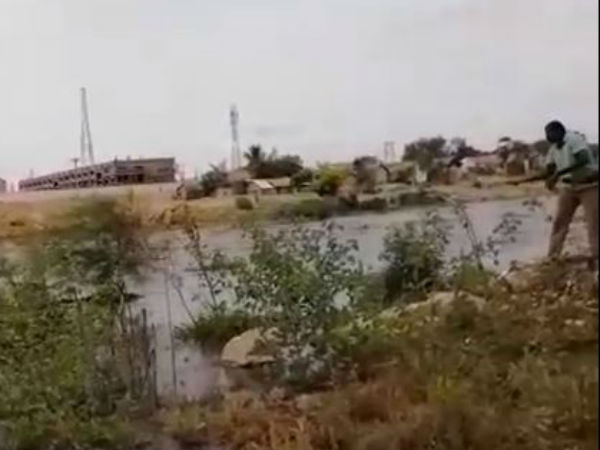 ஆற்றில் சிக்கிய நாய்க்குட்டிகள்