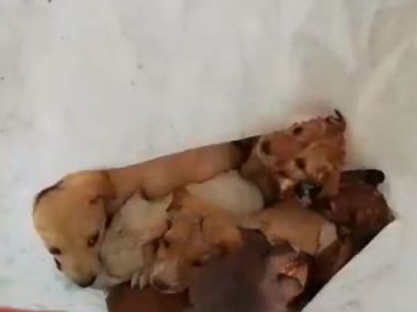 மரணிக்காத மனிதாபிமானம்