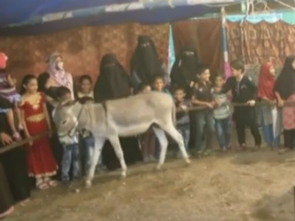 Donkey in Karnataka tells fortune Donkey in Karnataka tells fortune