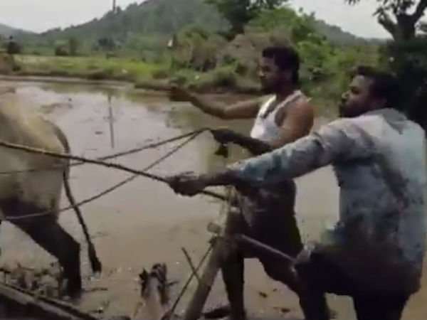 Two youths perform kiki challenge during ploughing Two youths perform kiki challenge during ploughing