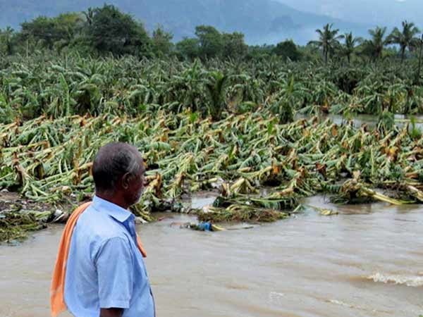 Mettupalayam Farmers Worries About Banana Yield Mettupalayam Farmers Worries About Banana Yield