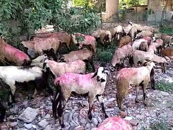 Fifty Thousand goats sell in Kundarapalli Sandhai near Krishnagiri for Bakrid festival Fifty Thousand goats sell in Kundarapalli Sandhai near Krishnagiri for Bakrid festival