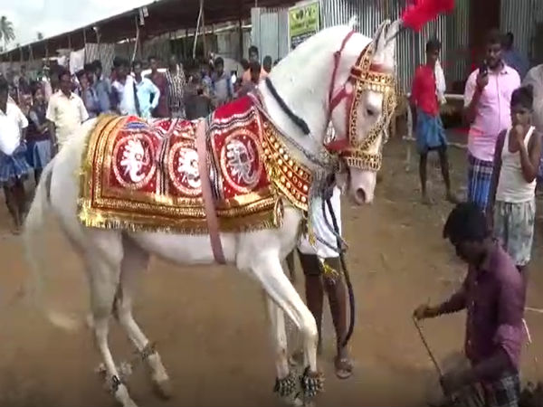 நாட்டிய குதிரைகள்