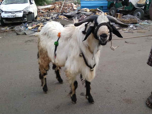 Fifty Thousand goats sell in Kundarapalli Sandhai near Krishnagiri for Bakrid festival Fifty Thousand goats sell in Kundarapalli Sandhai near Krishnagiri for Bakrid festival