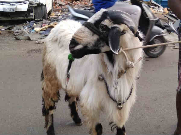 Fifty Thousand goats sell in Kundarapalli Sandhai near Krishnagiri for Bakrid festival Fifty Thousand goats sell in Kundarapalli Sandhai near Krishnagiri for Bakrid festival