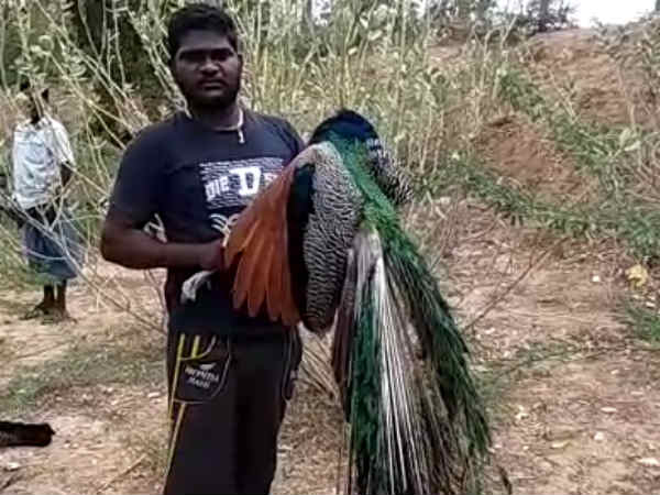 More than 50 peacocks found dead near Madurai More than 50 peacocks found dead near Madurai