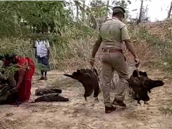 More than 50 peacocks found dead near Madurai More than 50 peacocks found dead near Madurai