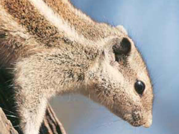 சுறுசுறுப்பாக அணில்: