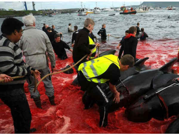 Horrible Whale murder: The whole Sea turned into blood Horrible Whale murder: The whole Sea turned into blood