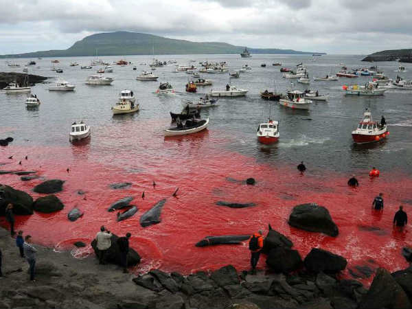 Horrible Whale murder: The whole Sea turned into blood Horrible Whale murder: The whole Sea turned into blood