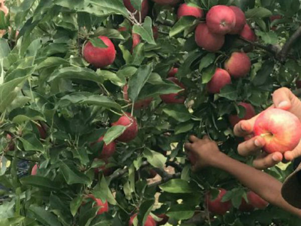 An experience of Apple picking An experience of Apple picking