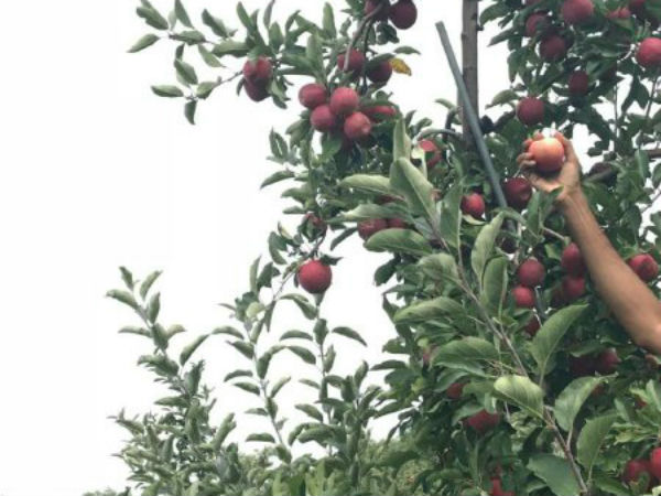 An experience of Apple picking An experience of Apple picking