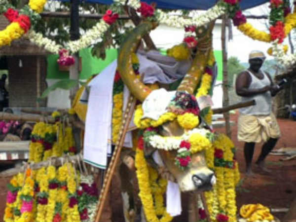 காளையின் மீது மண் வைப்பு