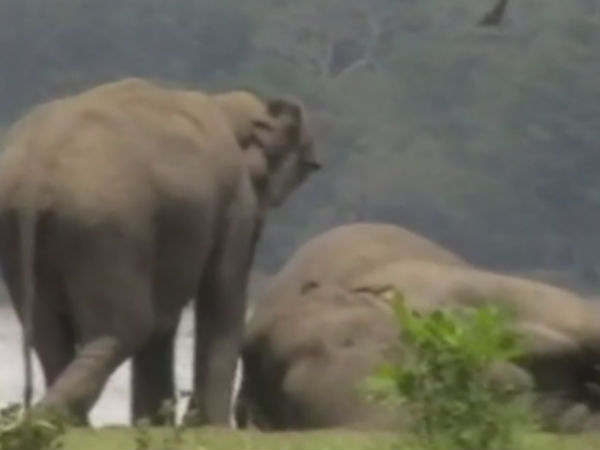சுருண்டு விழுந்தது