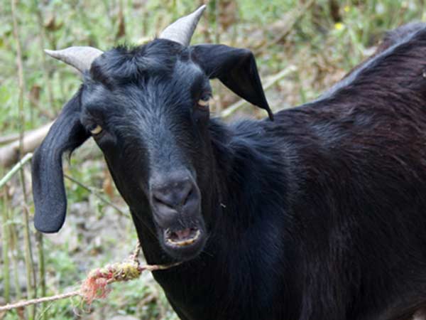 மர்மநோய்