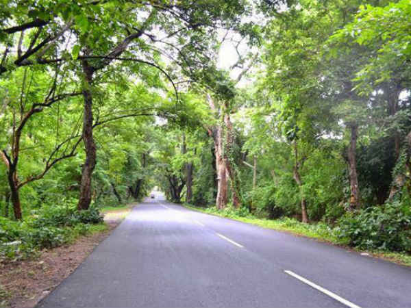 காடுகள் பாதிப்பு