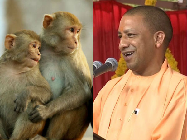 Worship Hanuman for monkey harassment: Chief Minister of UP Worship Hanuman for monkey harassment: Chief Minister of UP