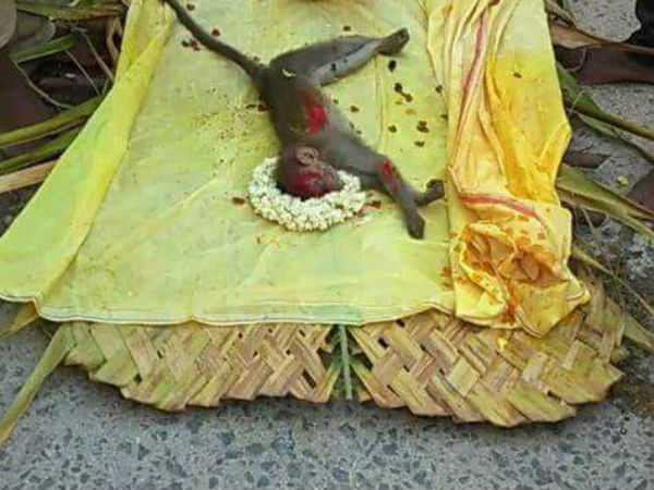 உயிரிழந்த குரங்கு