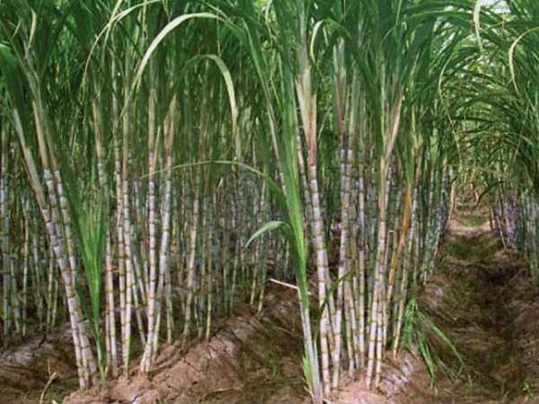 சர்க்கரை நோய்