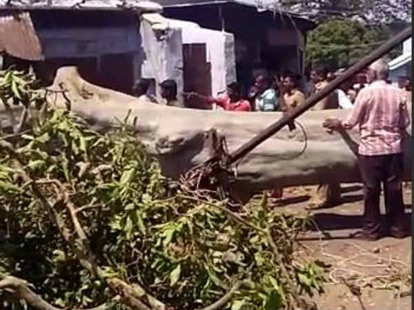 Tree falls in front of Papanasam temple Tree falls in front of Papanasam temple