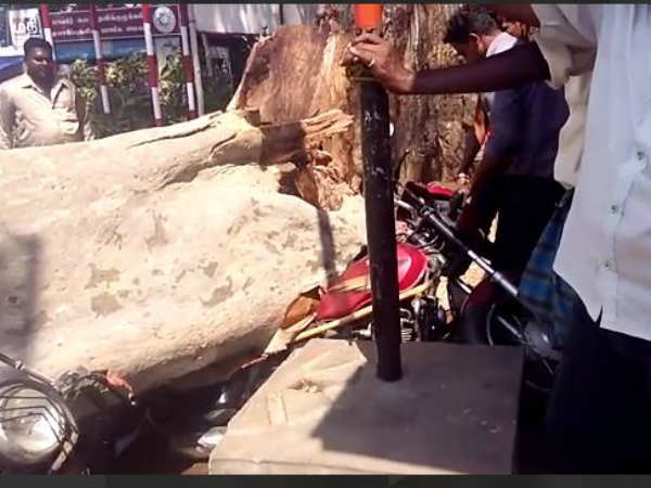 Tree falls in front of Papanasam temple Tree falls in front of Papanasam temple