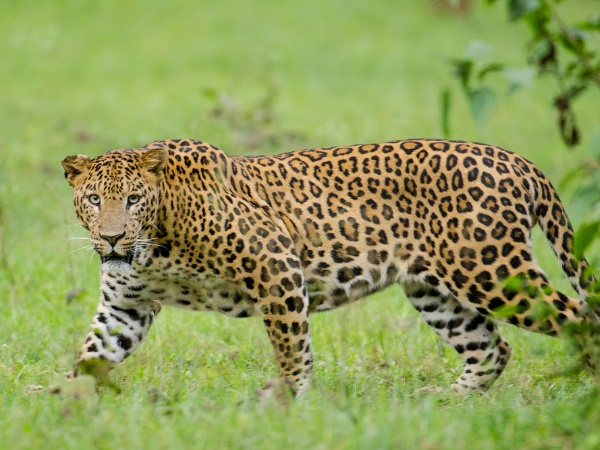 வனத்துறை நிபந்தனை