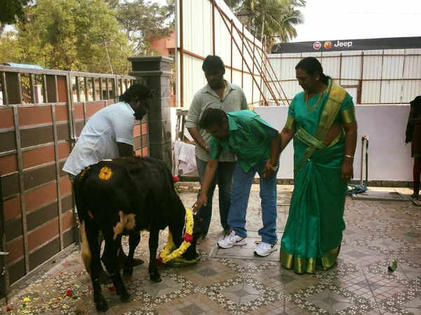 Two cows stolen in DMDK leader Vijyakanth house Two cows stolen in DMDK leader Vijyakanth house