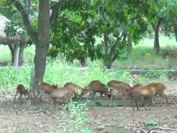 வண்ணத்துப் பூச்சி