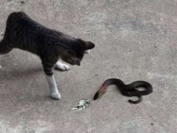 Cat attacks and kill a Poisonous Snake Video Viral Cat attacks and kill a Poisonous Snake Video Viral