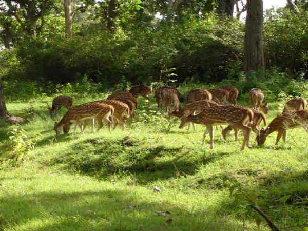 பழங்குடி மக்கள்