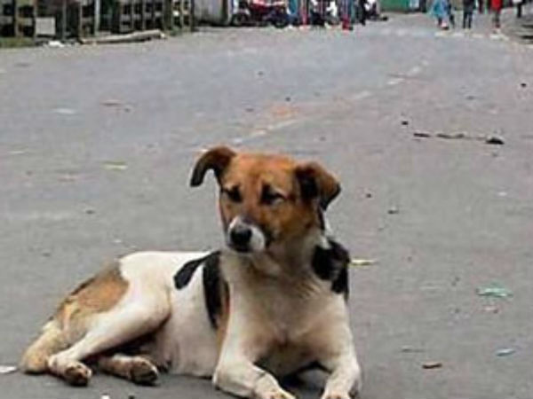 உள்ளே நுழைந்த நாய்