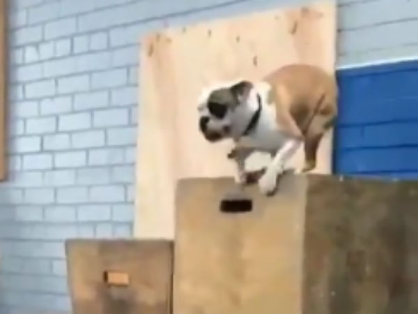 laughing dog viral video laughing dog viral video