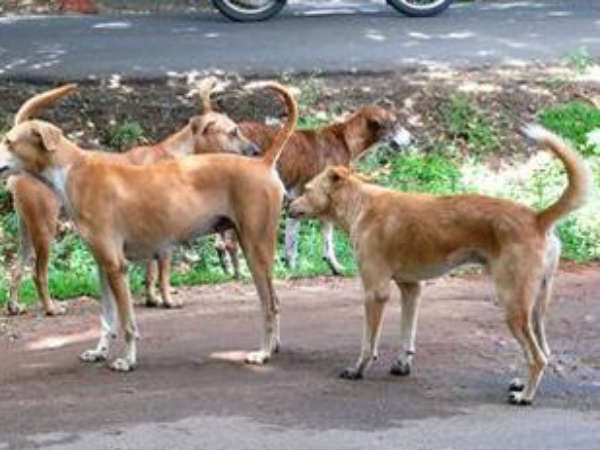 கால் அகற்றம்
