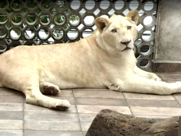 மேலும் சிங்கங்களுக்கு கொரோனா