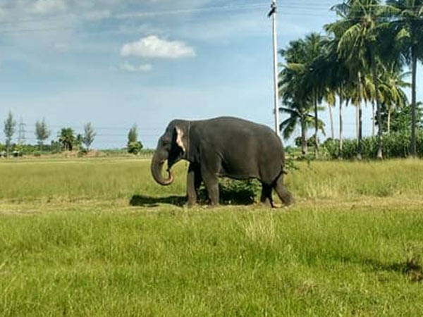 மைசூர் அரண்மனை