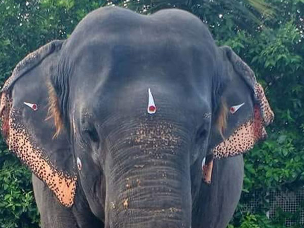 49 வயதான சுமதி